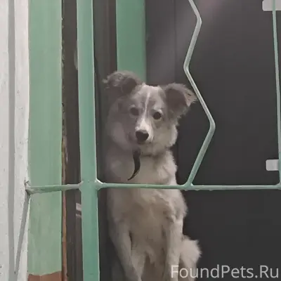 Найденна собака с бело-серым окрасом, Можайского 48а
