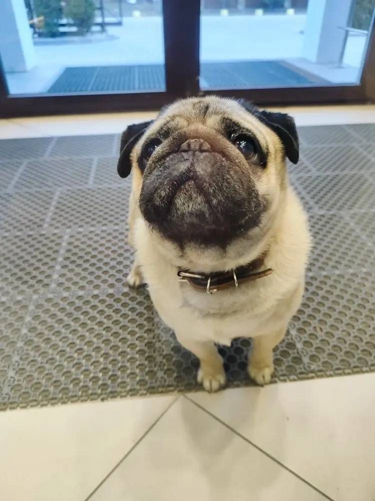 Пропал мопс, Пушкинская, 55