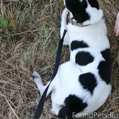 Пропала собака Боня, п. Жигули