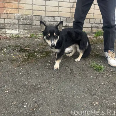 Найден тип собака, Нижний Новгород