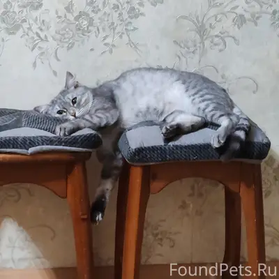 Пропала кошка Маруся, улица Заводская 43