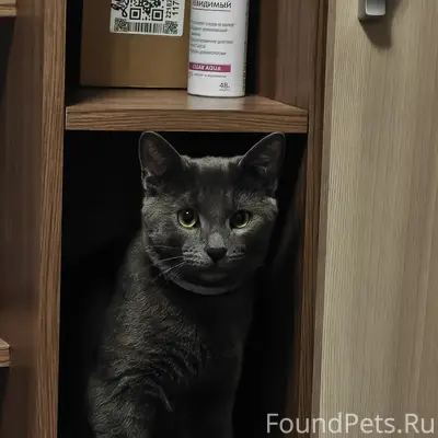 Пропал кот, Подлесная улица