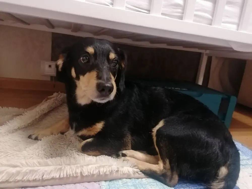 Найден мальчик такса, станция Некрасовка