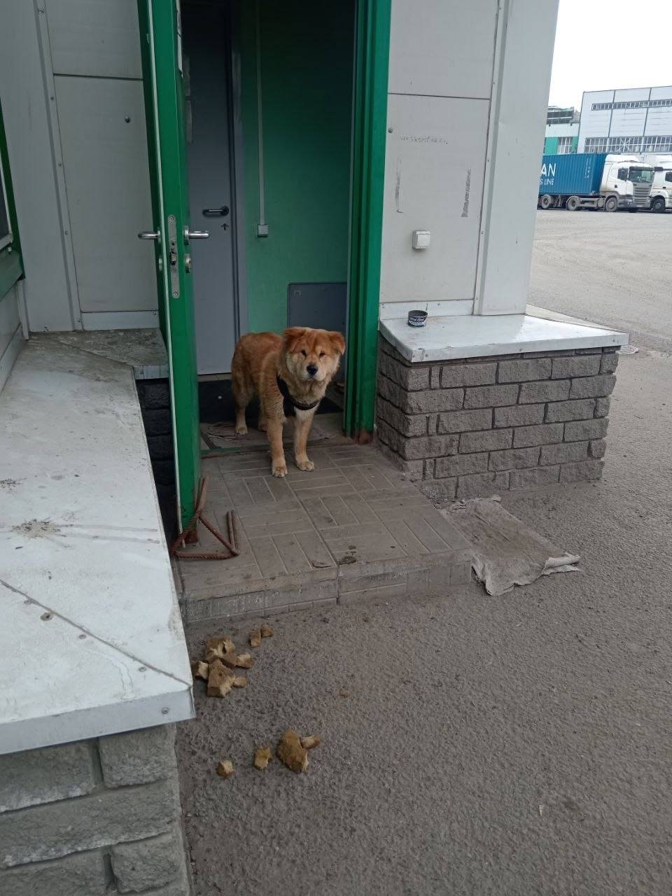 Найден пёс, Дальний Воронке