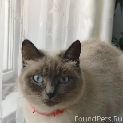 Пропала кошка Сима, район 3 школы