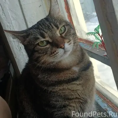 Пропала кошка, Меловый тупик