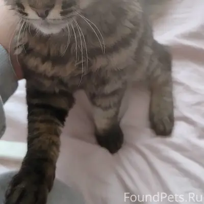 Пропал кот Камыш, Орехово-Зуево