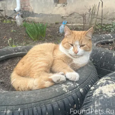Пропал кот Рыжулик, улица Ушинского