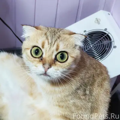Пропала домашняя кошка, [место не указано]