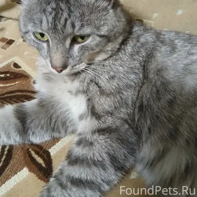 Пропал кот, Октябрьский посёлок