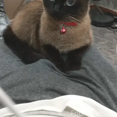 Пропала кошка, Деповская 4