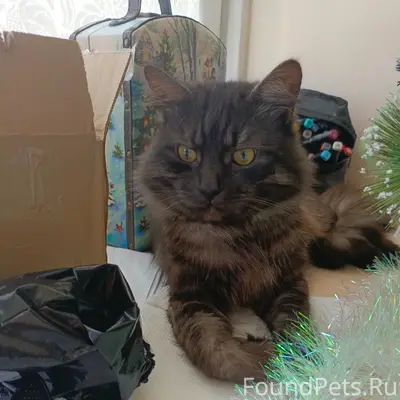 Пропал серо-голубой кот Малыш, Колобова