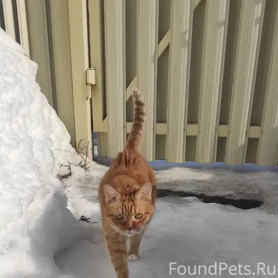Пропал рыжий кот Фокс, Красная Поляна