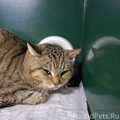 Найден кот, улица Цементников