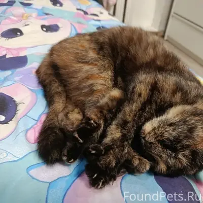 Найдена кошка, ул. Беговая