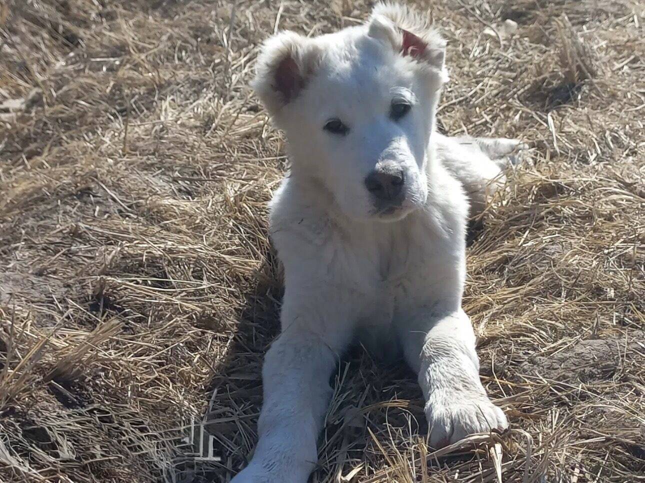 Пропал щенок среднеазиатской овчарки, район Южный, Смоленск