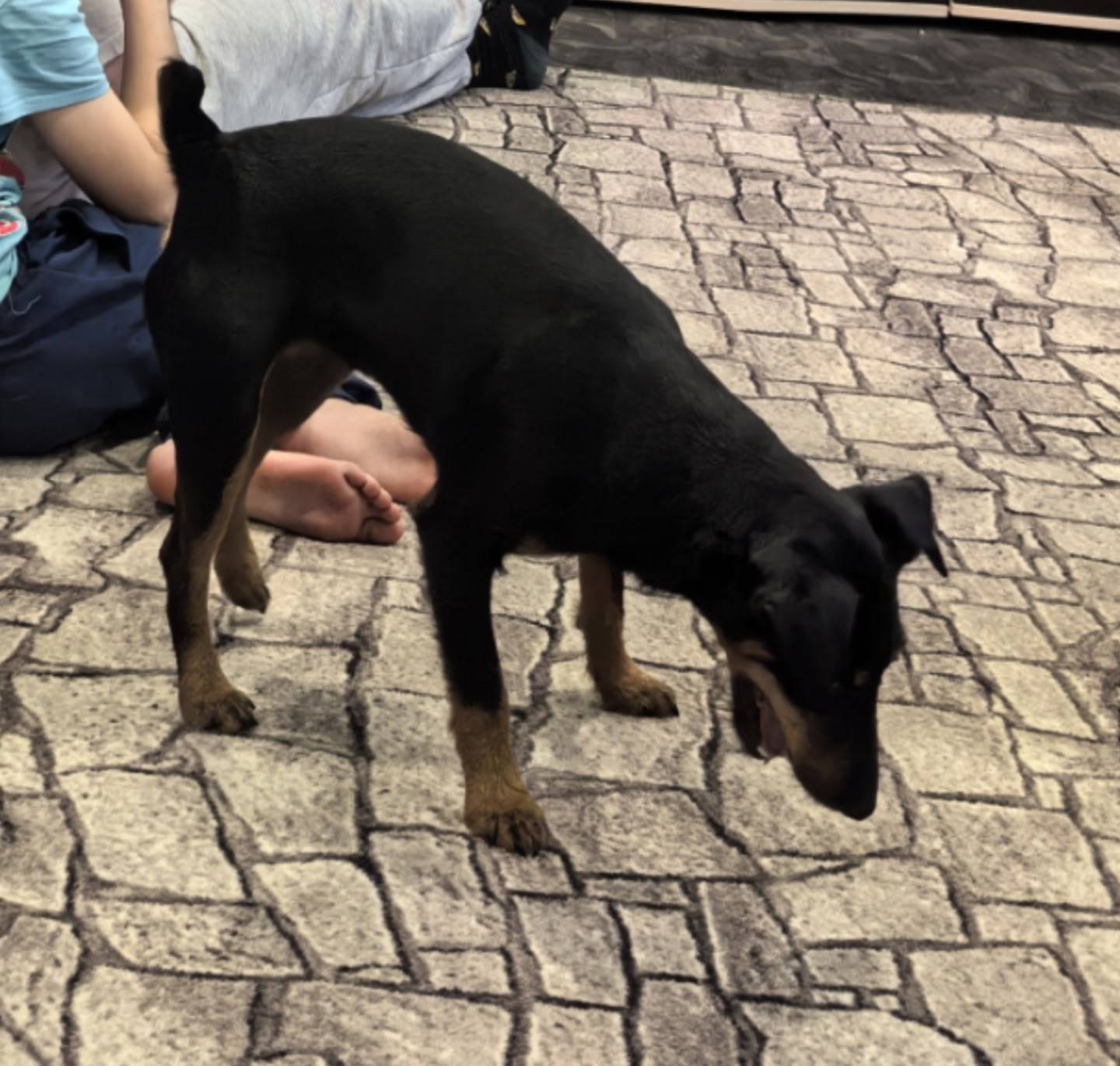 Пропала собака, улица Крылова