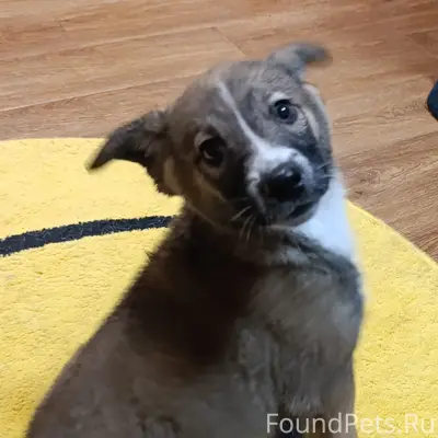 Найден щенок, въезд в СНТ «Плодовое»