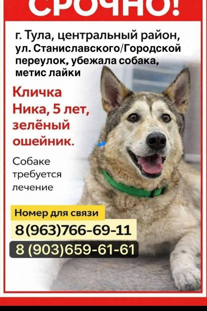 Пропала собака