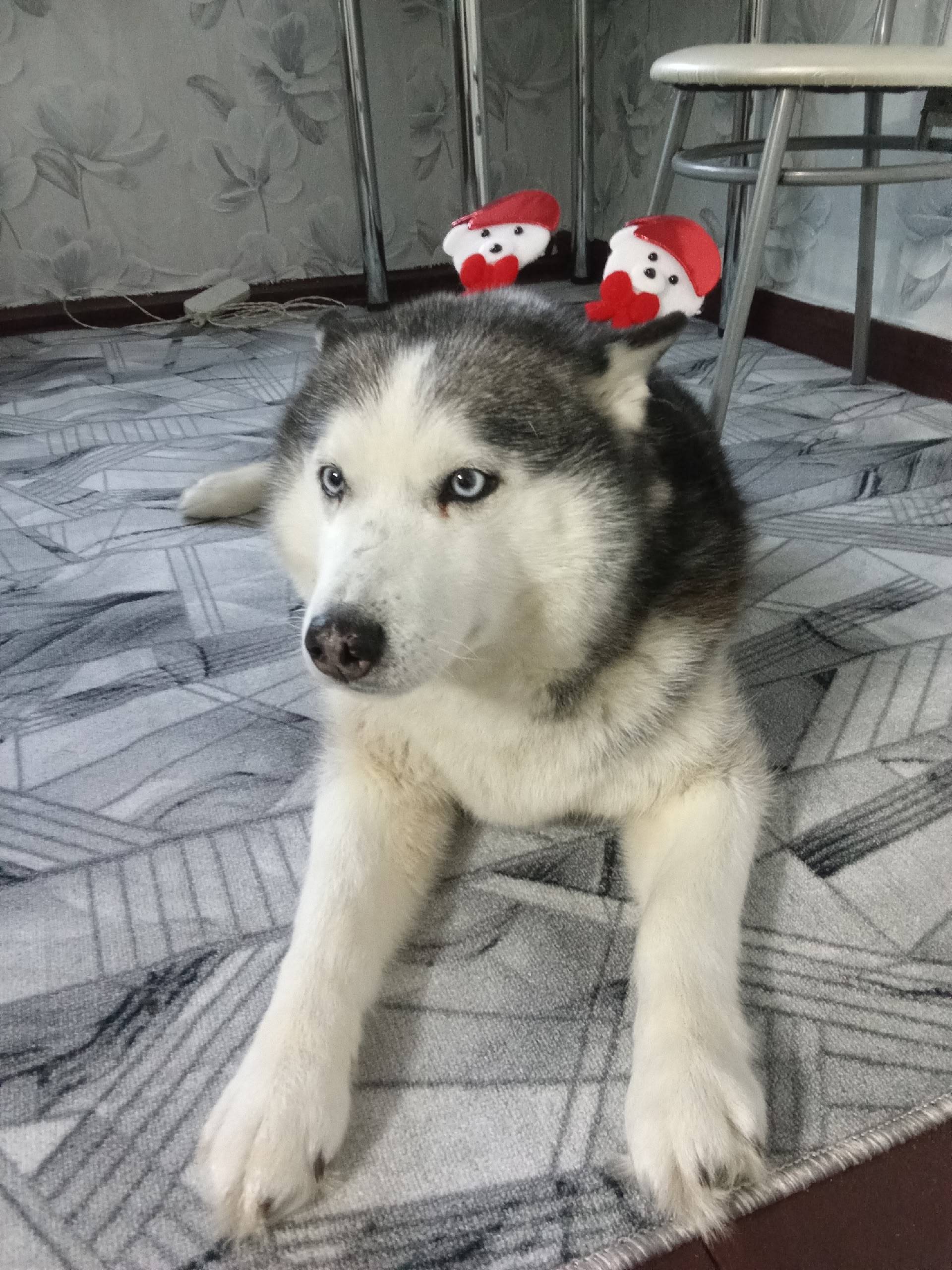 Пропала хаски Грета, с. Руч