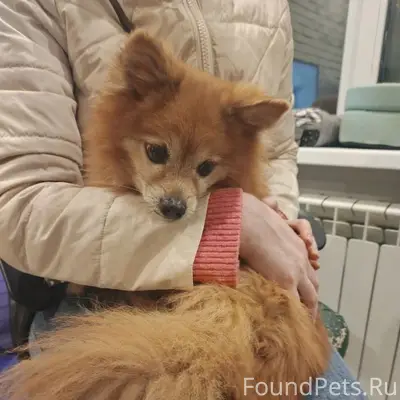 Найден шпиц, Советский район