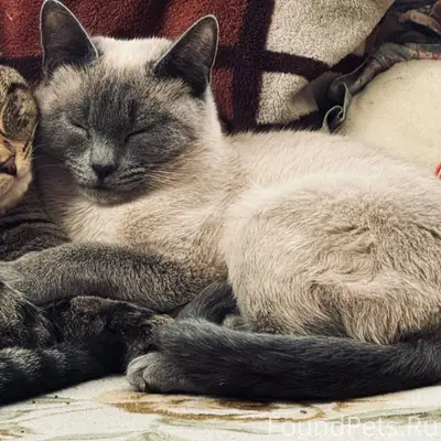 Пропал вислоухий кот Чивас, район горы, улица Калинина