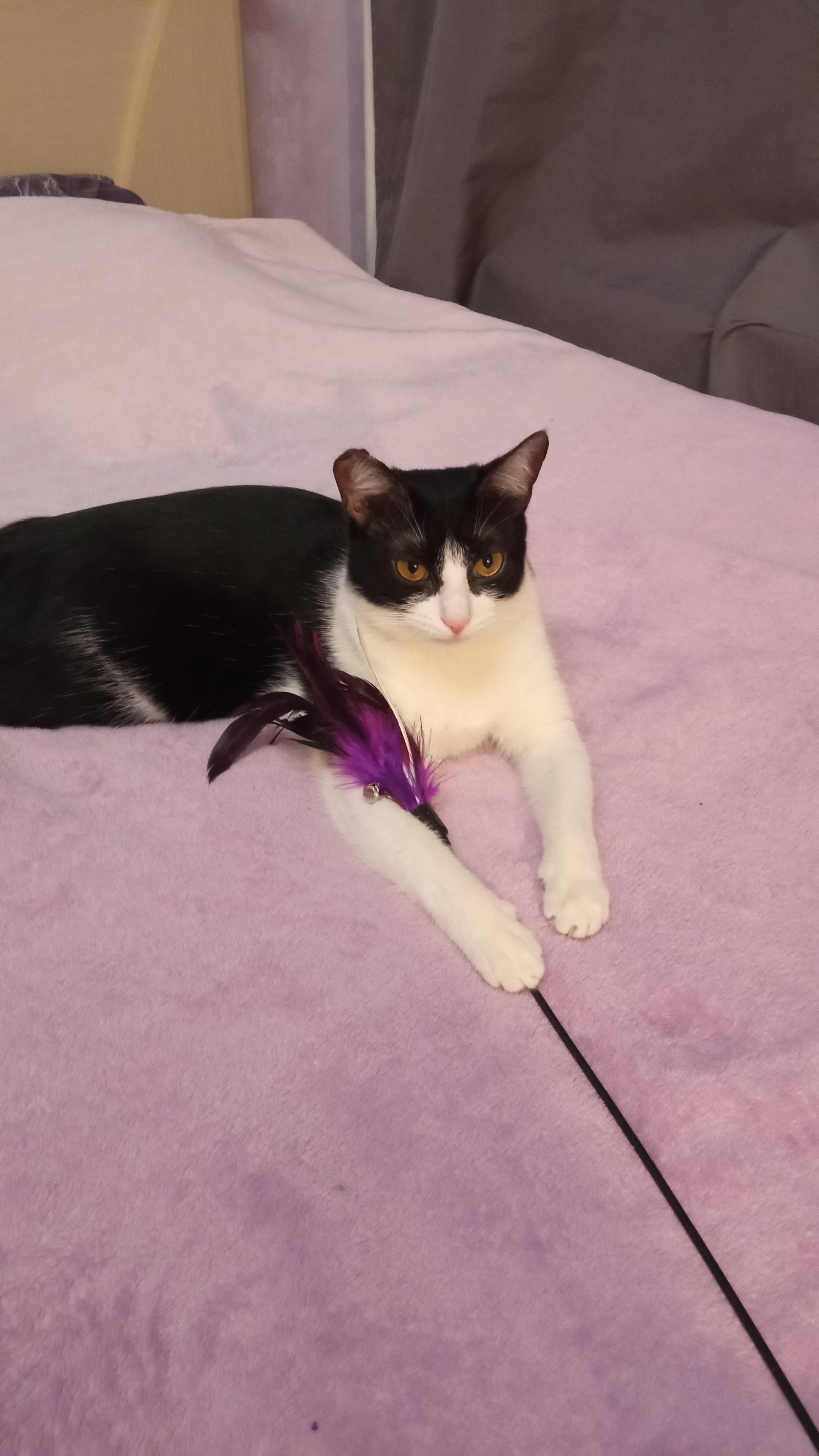 Пропала кошка