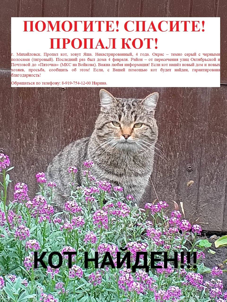 Найден кот