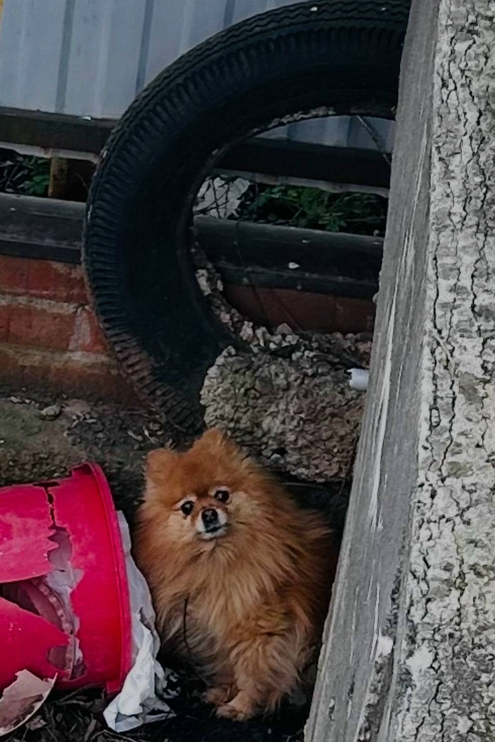 Найден рыжий шпиц, Уфа