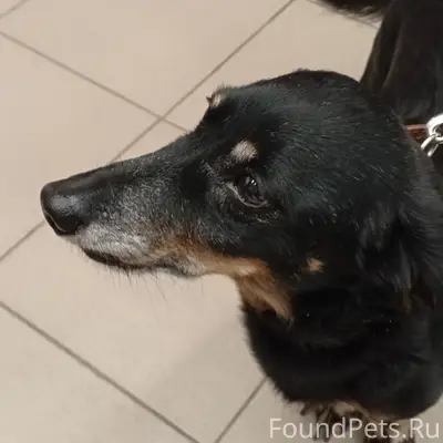 Найден пёс, Мебельная 19 к 2
