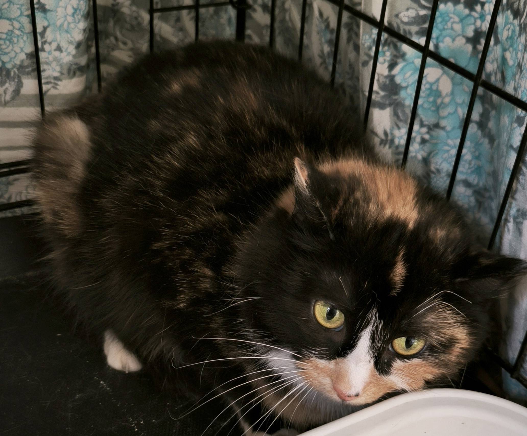 Пропала чёрная кошка, Бл.