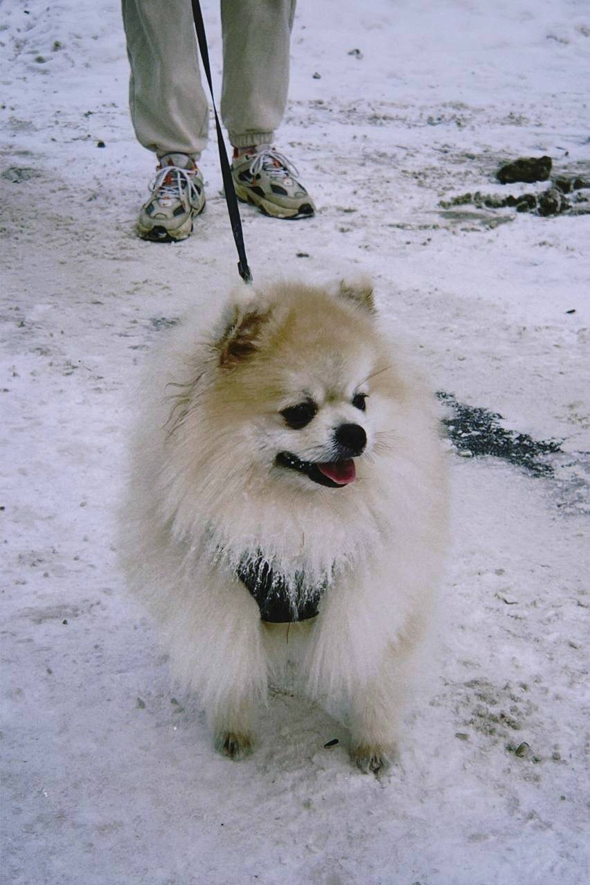 Пропала собака, ул. Боровая