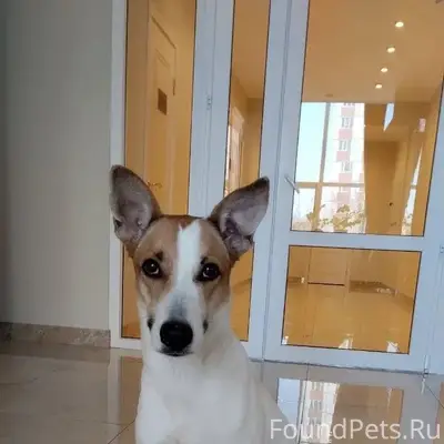 Пропала Собака Казань