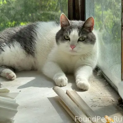 Пропала Ласка