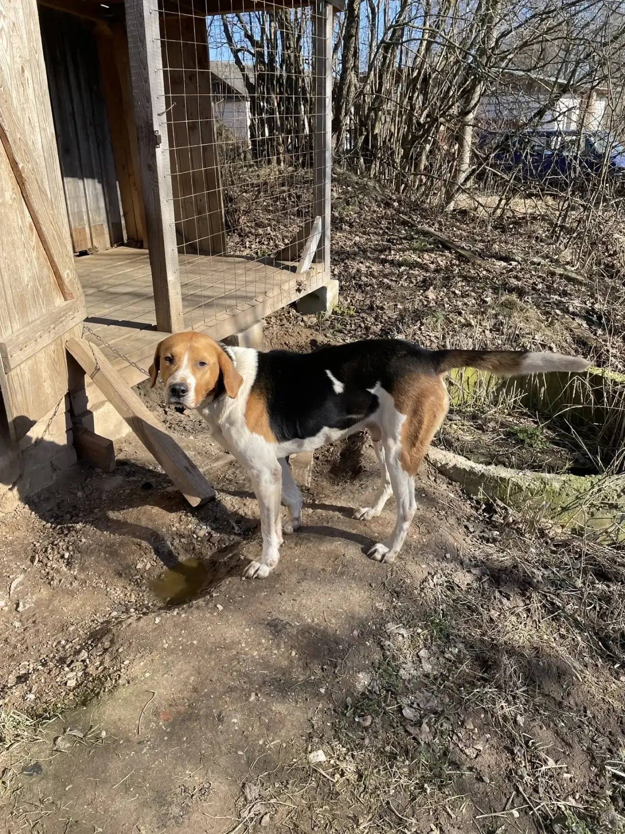 Пропала собака, свяжитесь по телефону