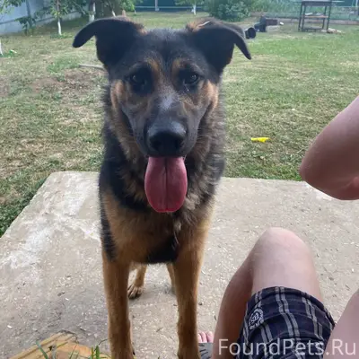 Пропала собака Дина, Серебряные Пруды