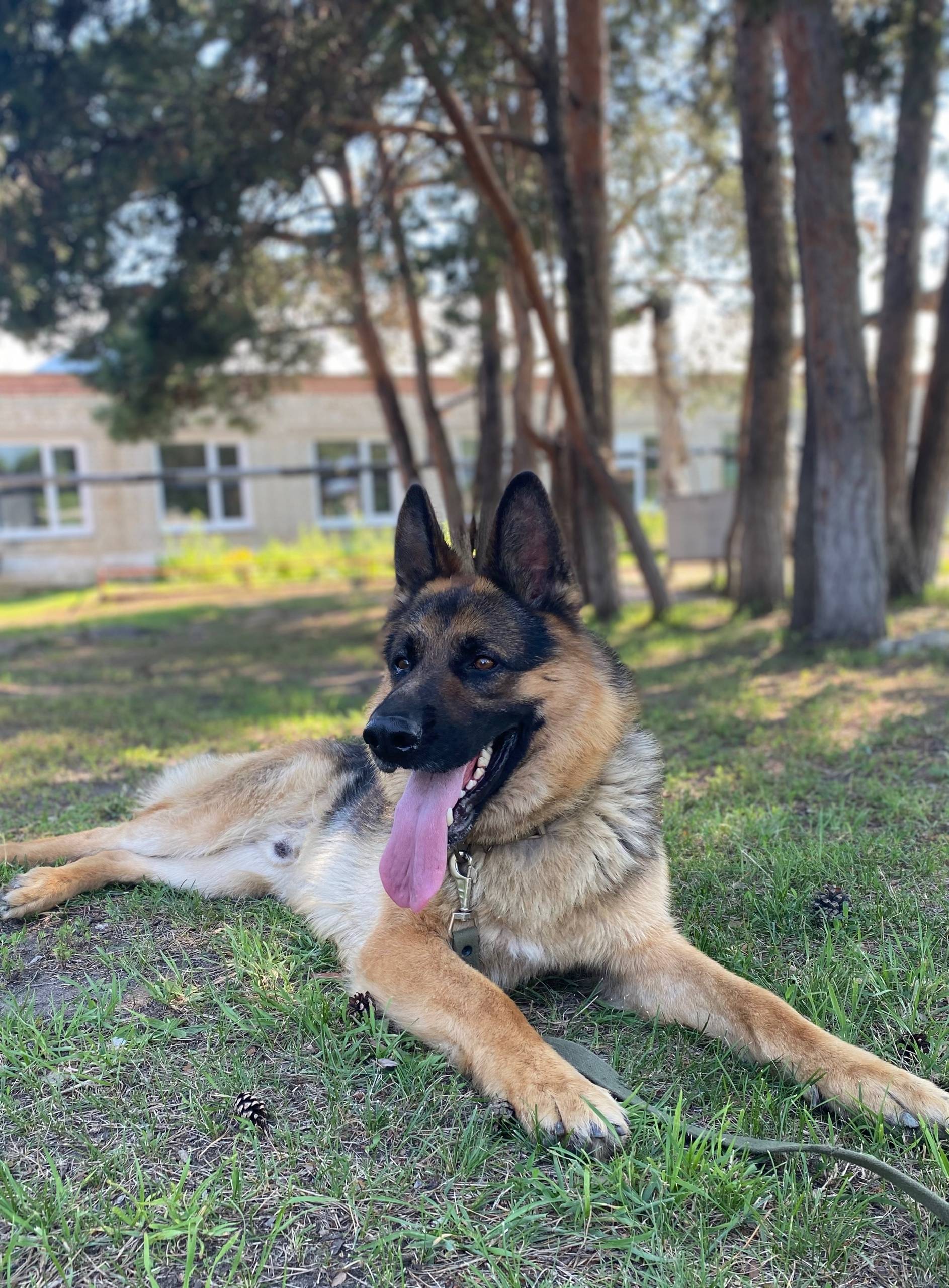 Пропал пёс, зелёный ошейник