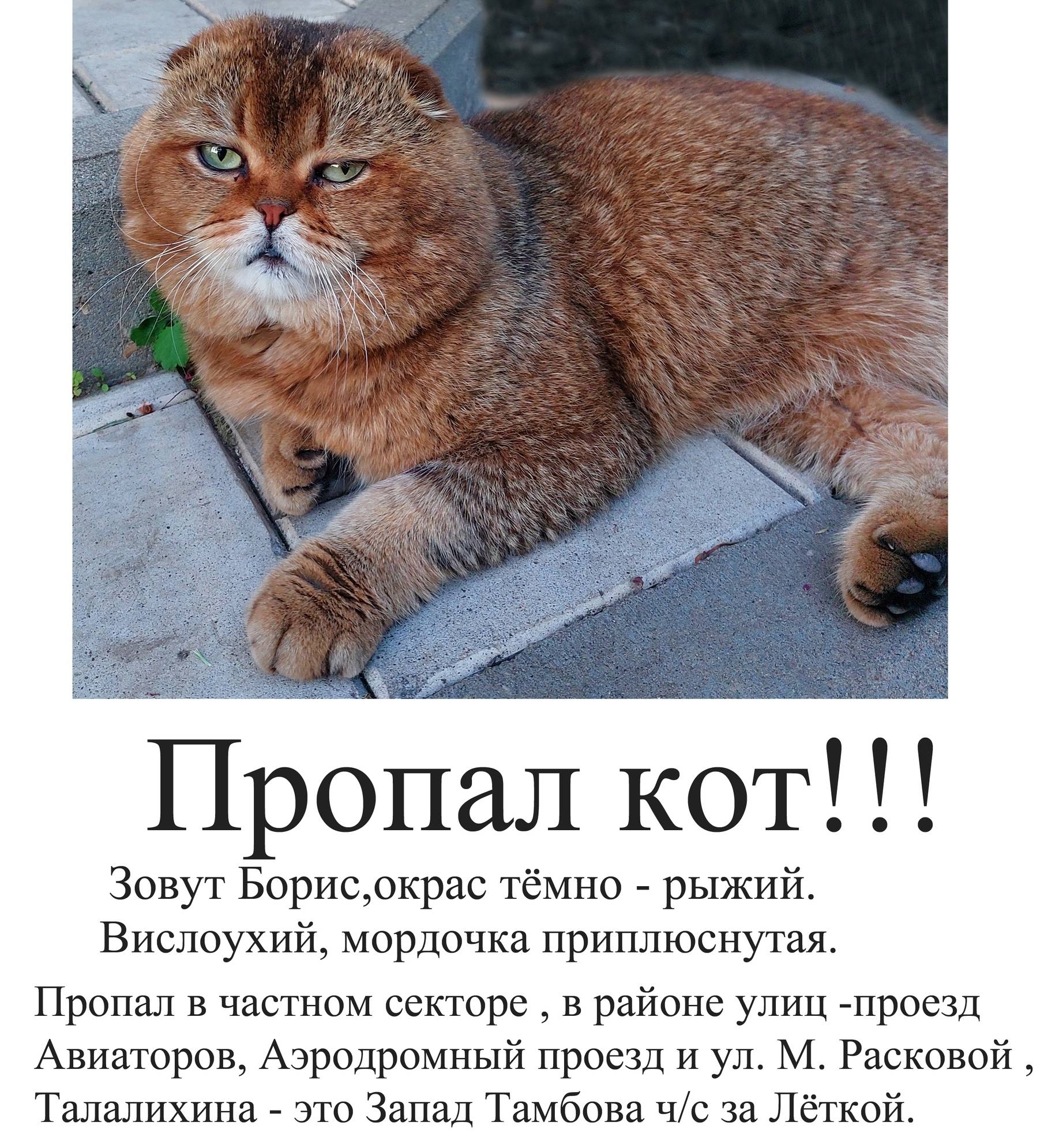 Пропал кот, р-н Сенько