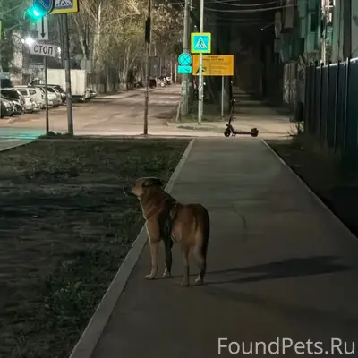 Пропала собака, переулок Водителей