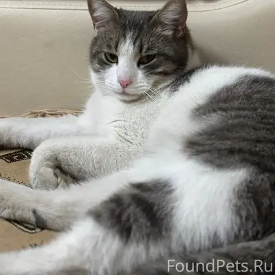 Пропал кот, улица Федорова