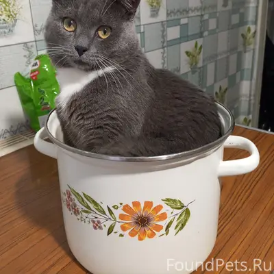 Пропал кот Васька, 3 микрорайон