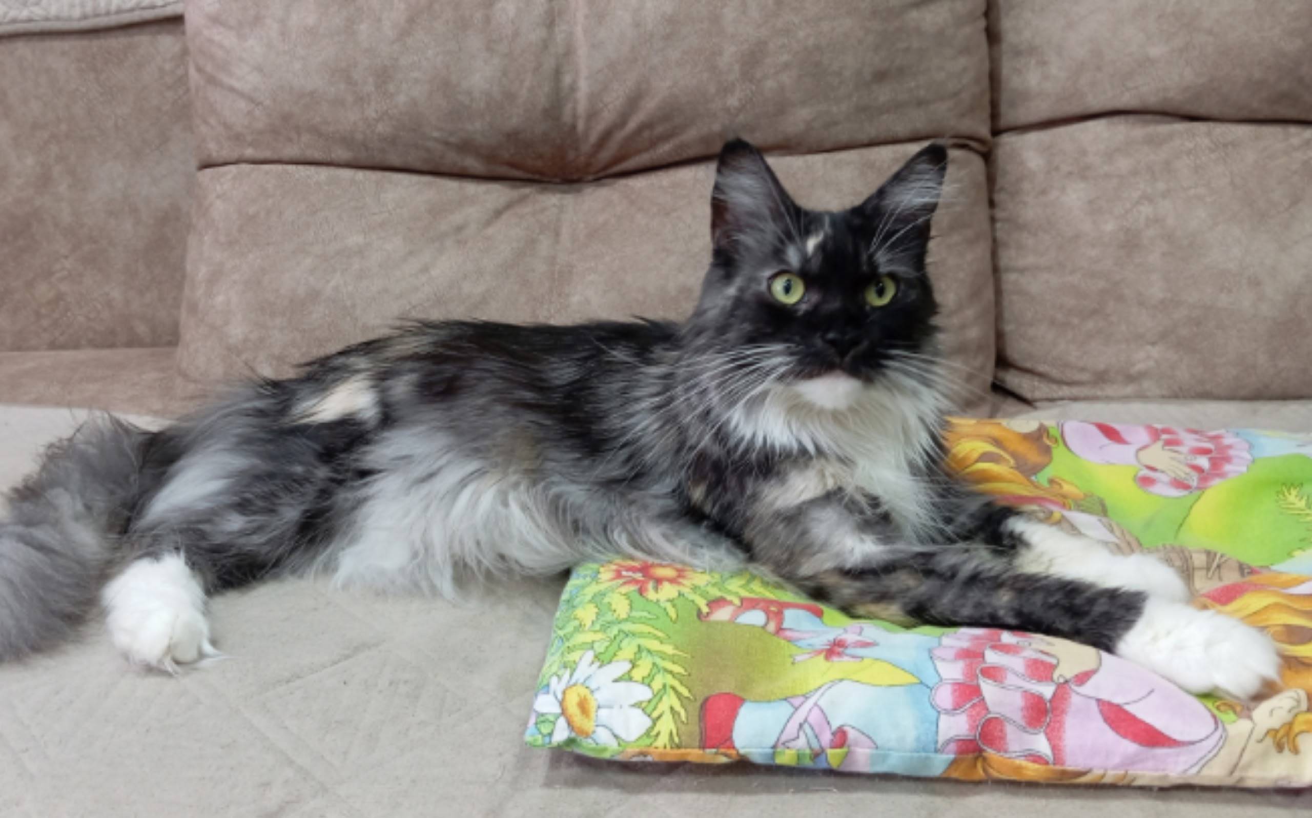 Пропала кошка Белла, с. Агаповка