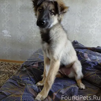 Пропал щенок, девочка, зовут Белла