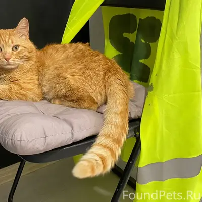 Пропал рыжий кот Шустрик, ДНТ Новые Сады