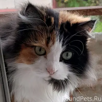 Пропала кошка, Степная улица