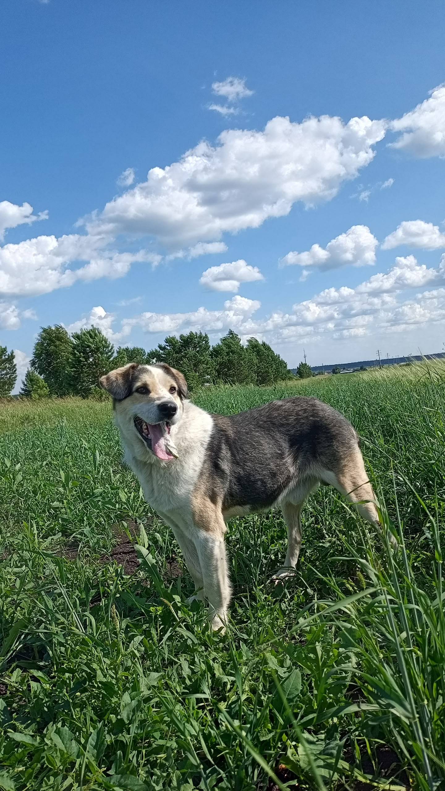 Пропал пёс, с. Писанец