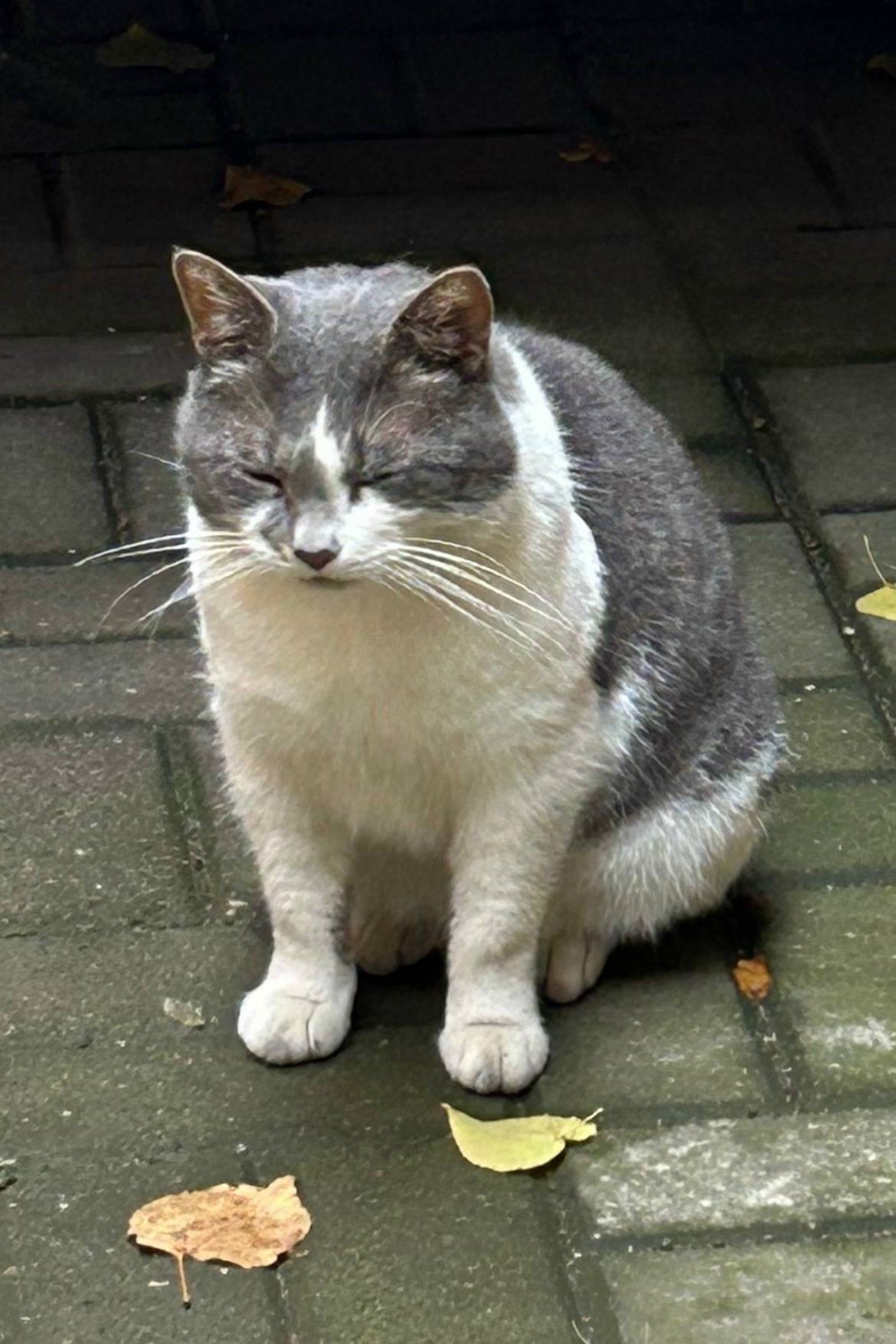 Пропал кот, Малая Посадская, метро Горьковская