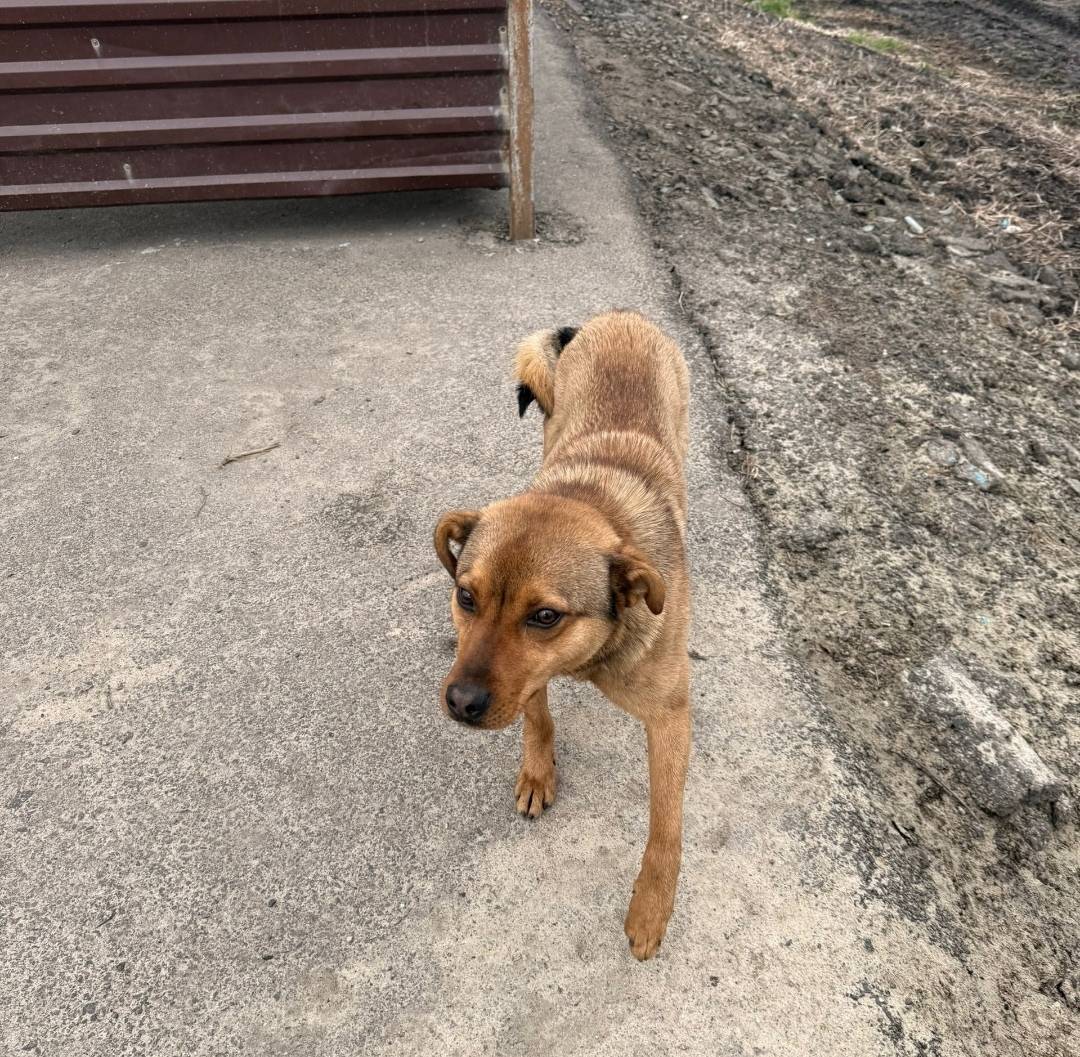 Найден рыжик, трасса Глазуновка — Змиёвка