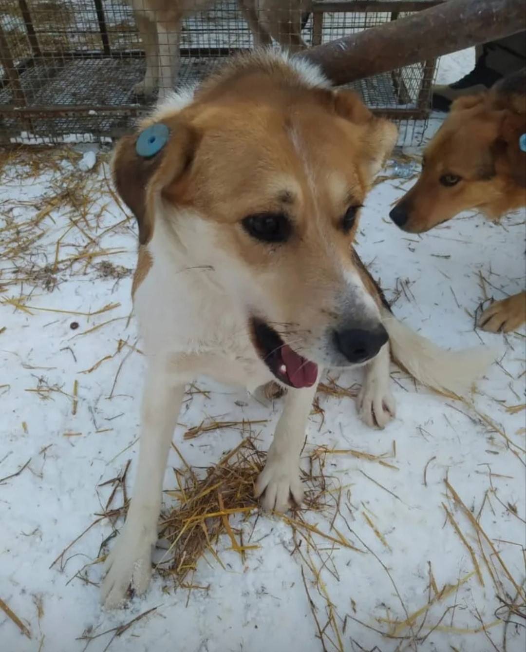 Пропала собака, 4-я Линия