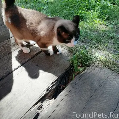 Пропал кот, улица Ленина